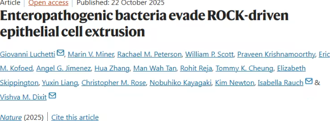 危险大肠杆菌阻断肠道防御机制，新研究揭示细菌如何“困住”受感染细胞
