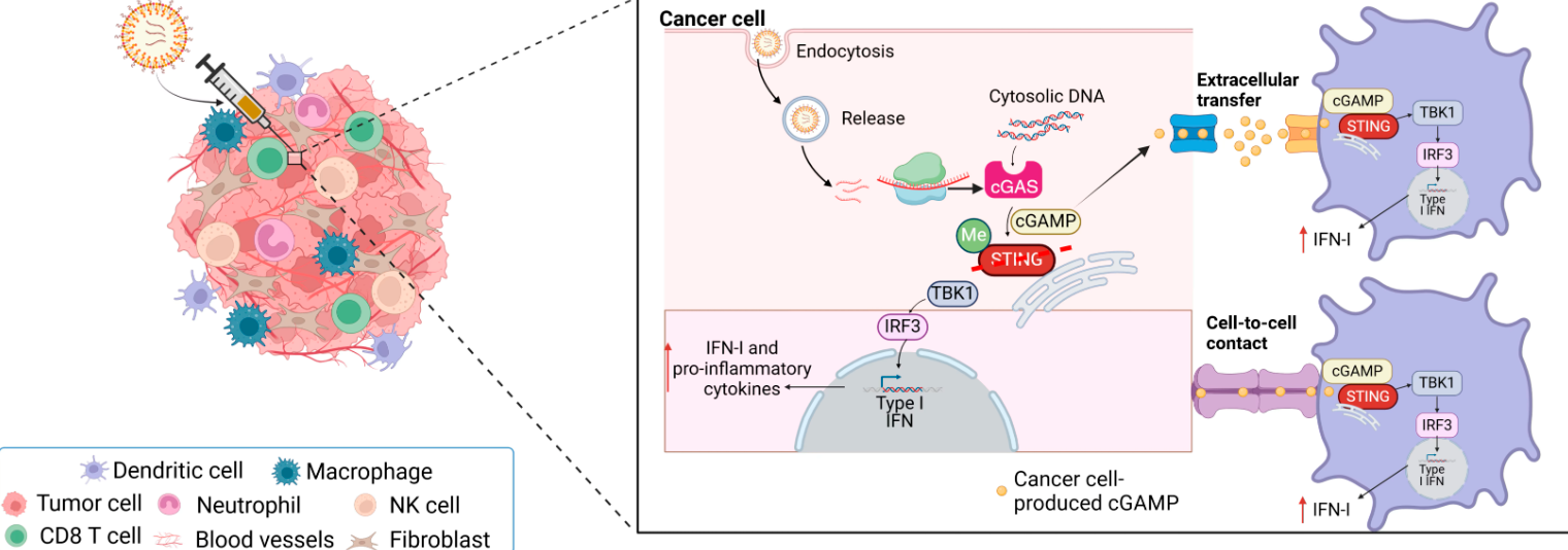 癌细胞“自我背叛”：麻省理工团队开创mRNA驱动的全新抗癌策略
