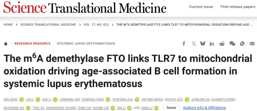 南方医科大学团队揭示系统性红斑狼疮新机制：FTO 驱动年龄相关 B 细胞扩增