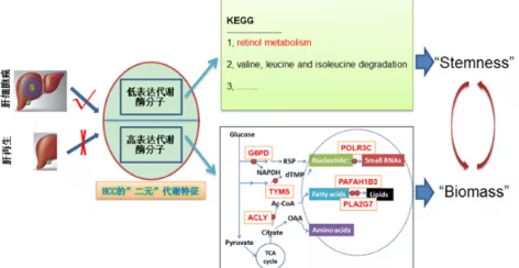 中科院团队揭示肝癌与肝再生代谢差异，联合靶向疗法展现新突破