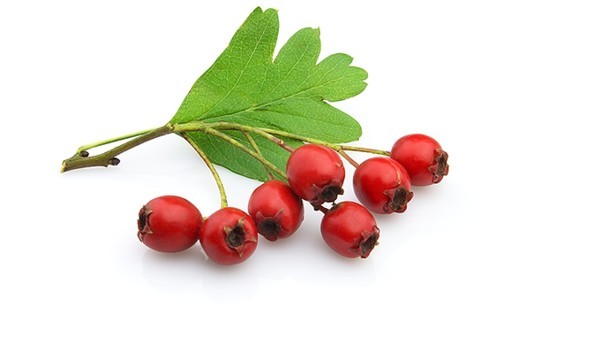 遗传因素与肝硬化的关系