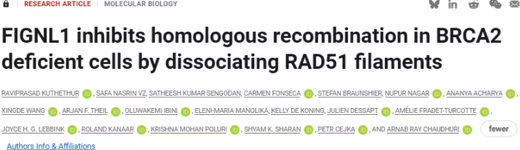 破解癌症化疗耐药性：科学家揭示BRCA2缺陷肿瘤的全新机制
