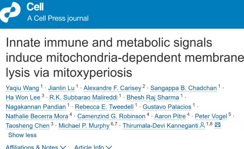 圣裘德团队发现全新细胞死亡机制——“mitoxyperilysis”揭示免疫与代谢失衡的新连接