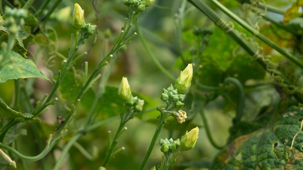 肺部感染会导致全身乏力吗