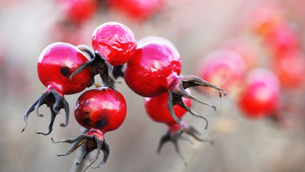 胆囊炎能怀孕吗